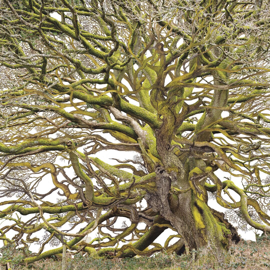 trees